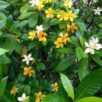 Гардения таиландская – Gardenia thailandica