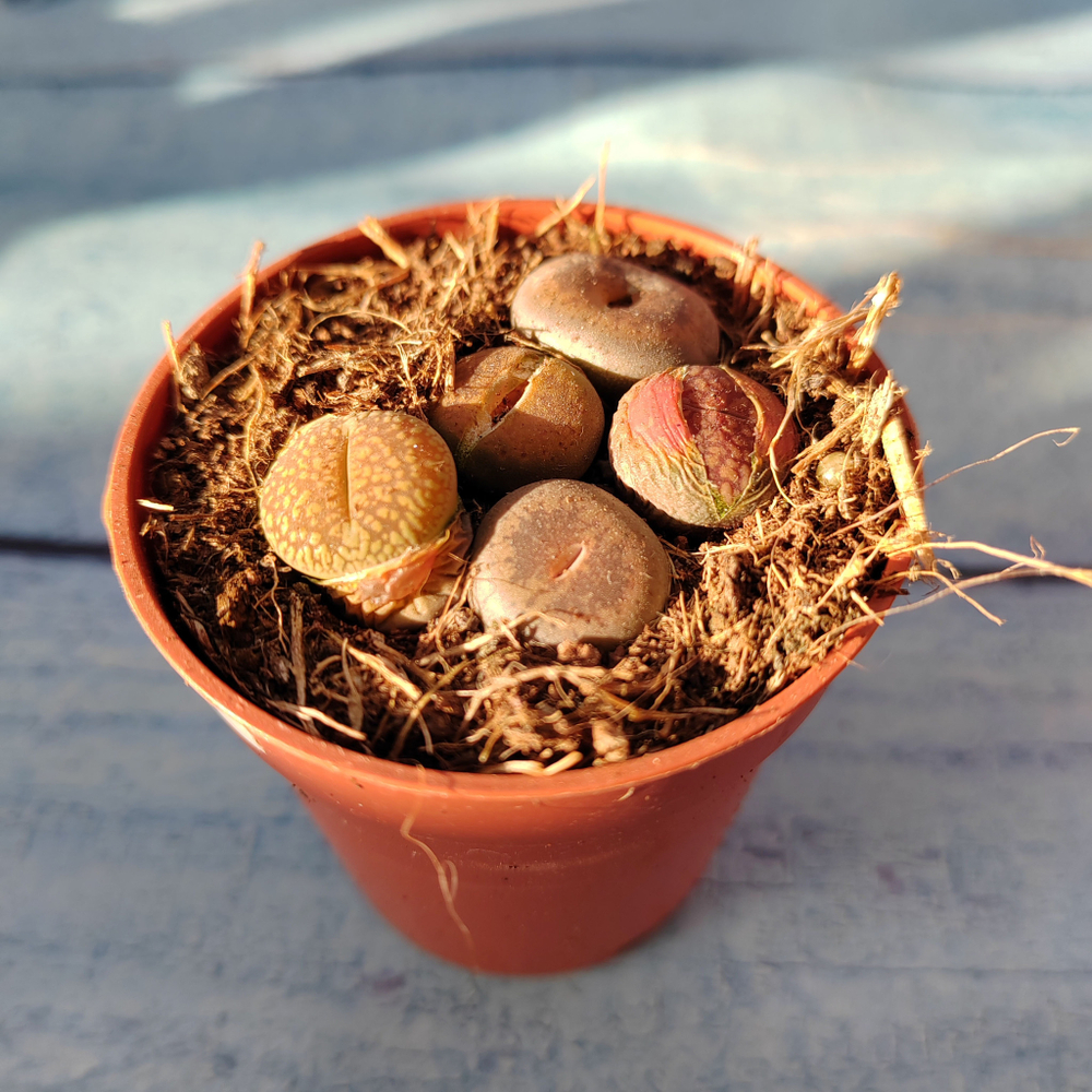 Lithops sp. (Литопсы)