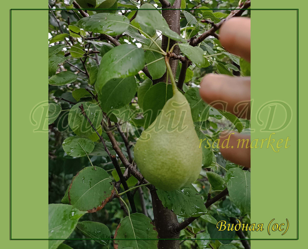 Груша Видная (Бугристая)