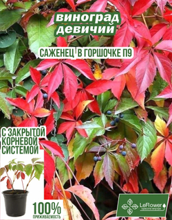 Саженец, Виноград, Девичий пятилисточковый
