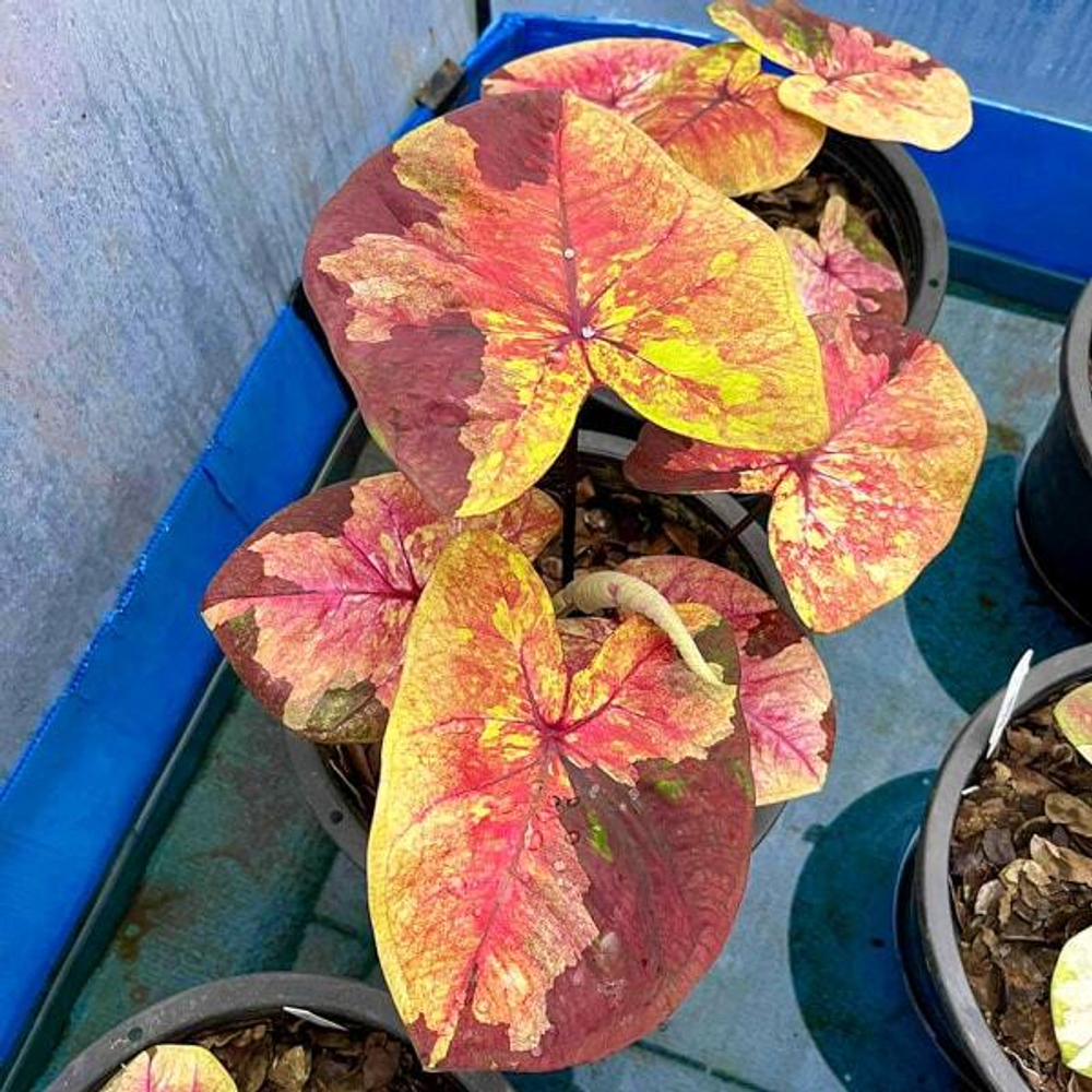 Каладиум TWILIGHT