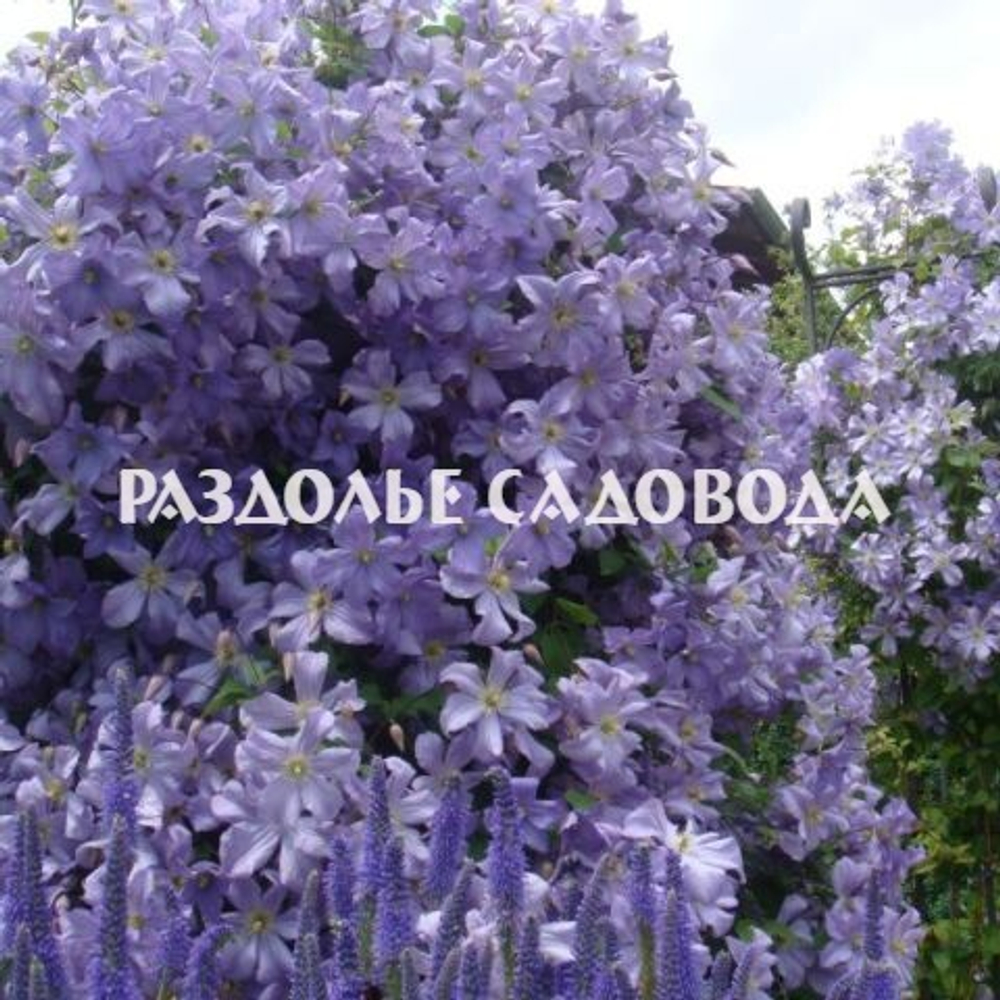Клематис крупноцветковый Блектни Аниол (Голубой Ангел)