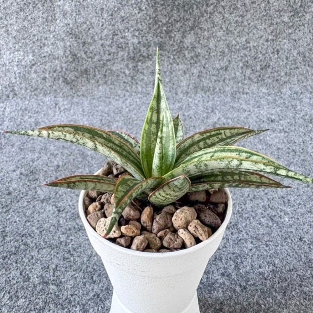 Сансевиерия FONPRUM