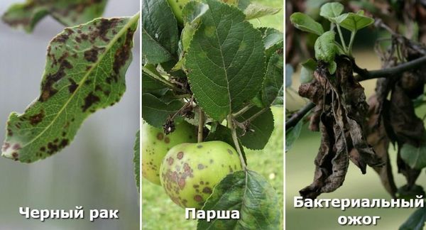 Тихие убийцы вашего сада: как спасти деревья от болезней?
