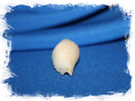 Конус короманделикус (Conus coromandelicus)