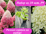 Набор 10 штук Р9