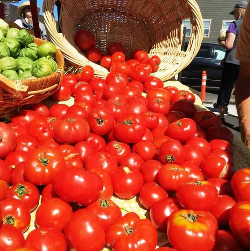 Помидоры Весенний Орегонский - Oregon Spring