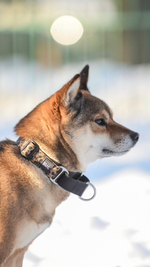 Ошейник Неуловимый леопард