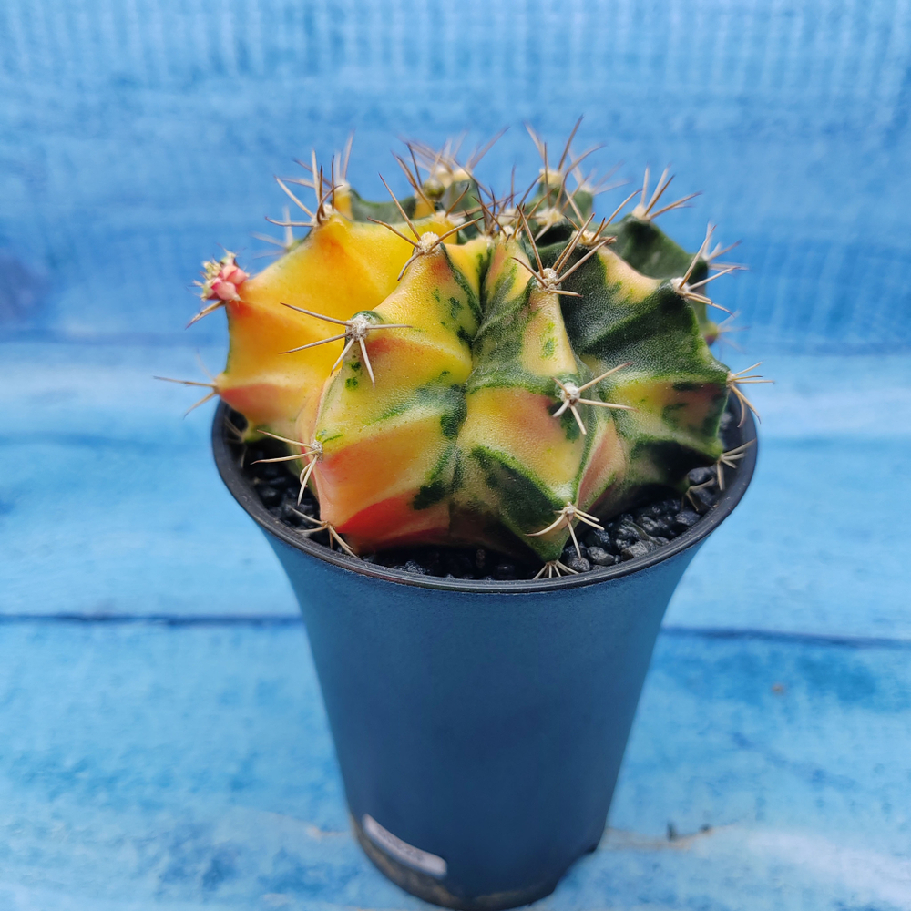 Gymnocalycium Variegata (Гимнокалициум Вариегатный)