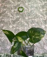 Эпипремиум золотистый лиана срез, длина 10- 15см, (2шт свежий срез)