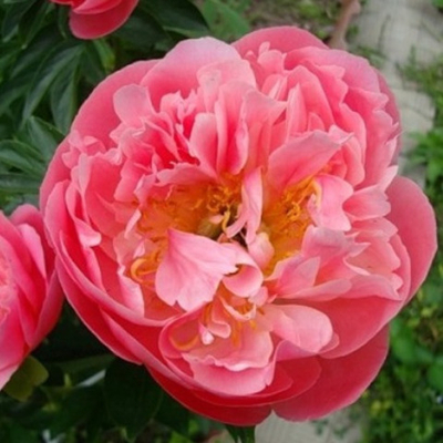 Пион травянистый Пинк Гавайан Корал