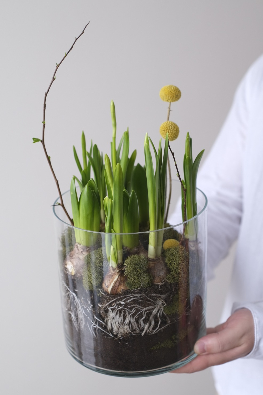 Нарциссы и гиацинты в луковицах в стеклянной вазе