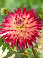 Георгин кактусовидный Таити Санрайз