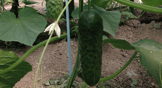 3506 F1 семена огурца партенокарпического (Seminis / Семинис) – фото 5