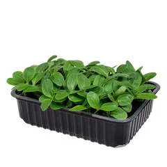 Бораго (огуречная трава) на корне (лоток) / 30 гр / РАСПРОДАЖА