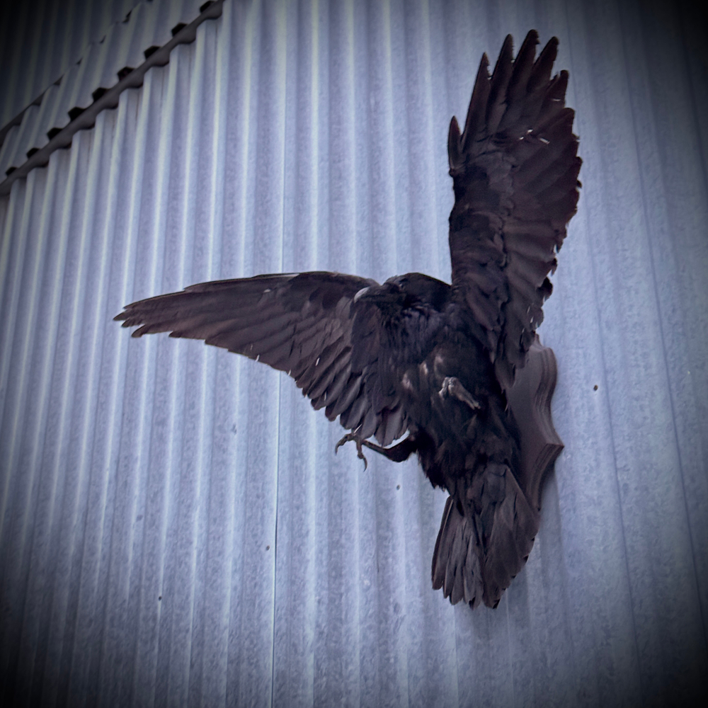 Чучело ворона