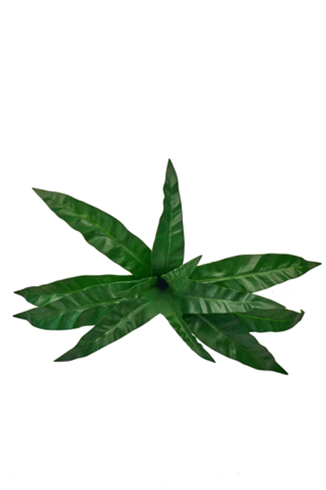 Куст асплениума 12 листьев