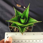 Сансевиерия TOWER