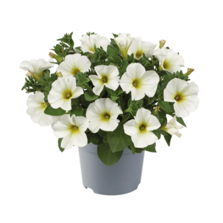 Петхоа BEAUTICAL Pearl White