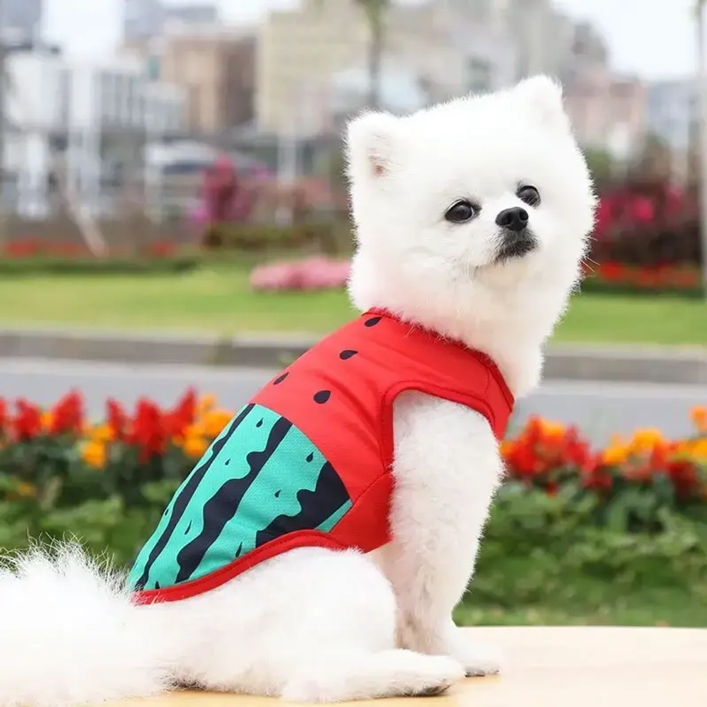 Майка для собаки «Тропикана-Сочный Арбуз» размер XL (22*36*23см) Ultramarine