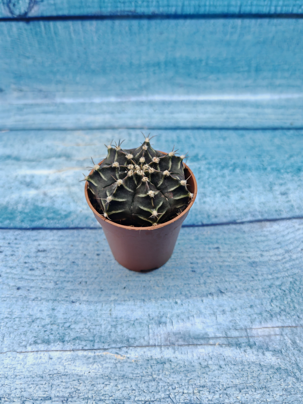 Gymnocalycium Friedrichii (Гимнокалициум)