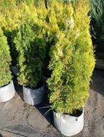 Туя западная Санни Смарагд