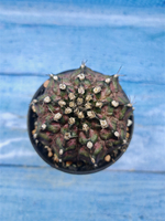 Gymnocalycium T-Rex Pink hybrid (Гимнокалициум T-rex)