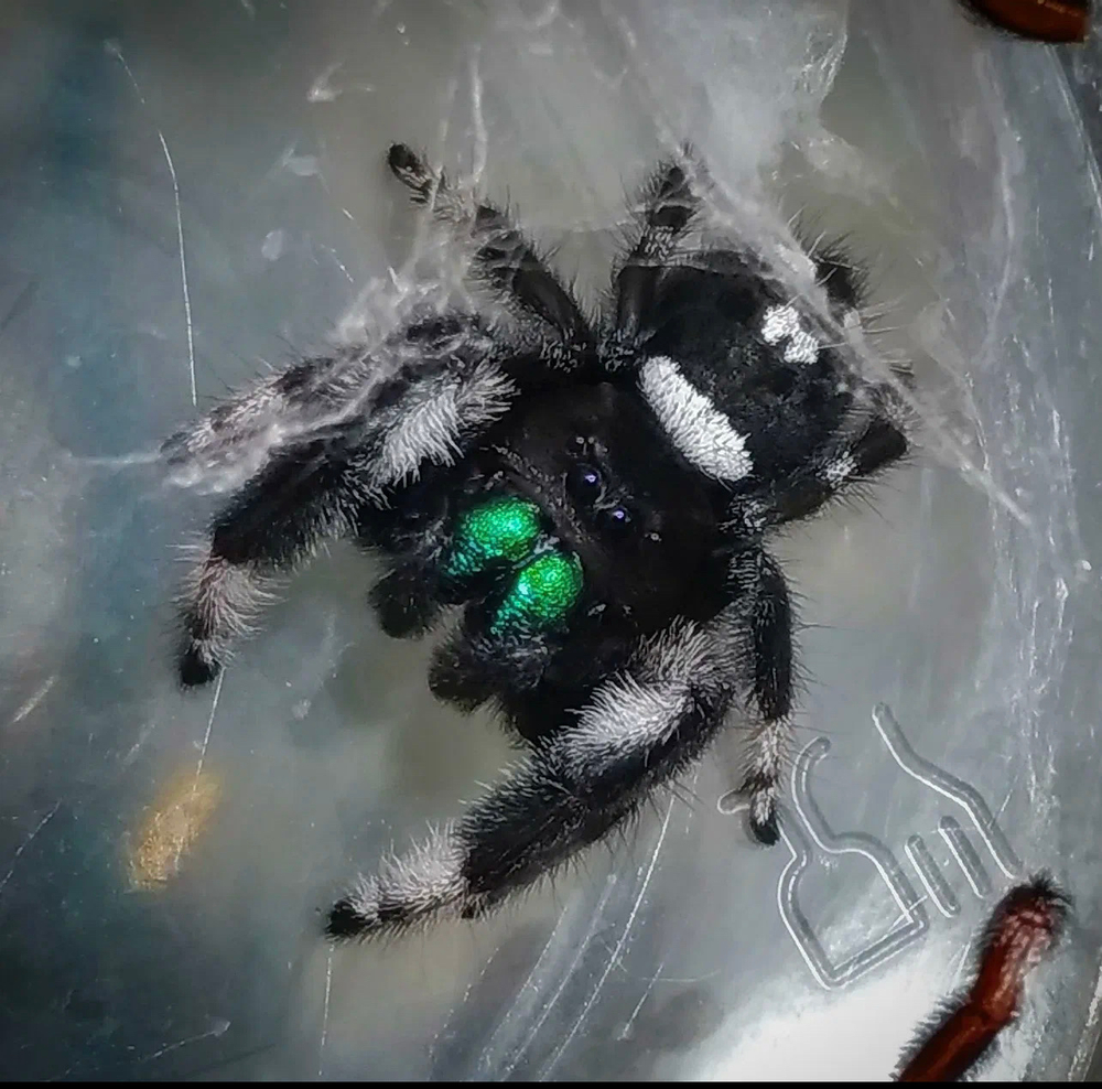 Королевский паук-скакун Самец (Phidippus regius)