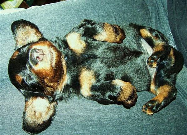 Такса карликовая длинношерстная Такса карликовая длинношерстная