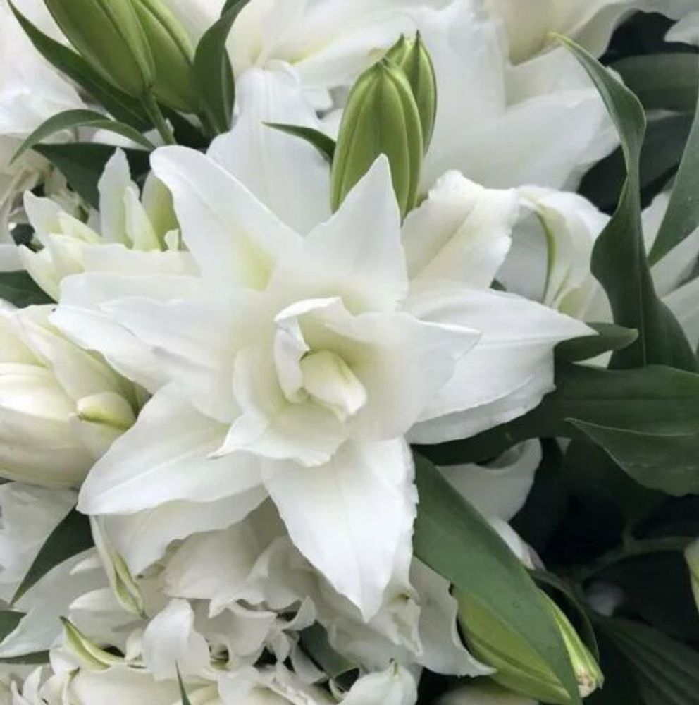 Лилия Роузлилия Анжела 1 шт размер 19/21 Закупка М67 апрель 2026