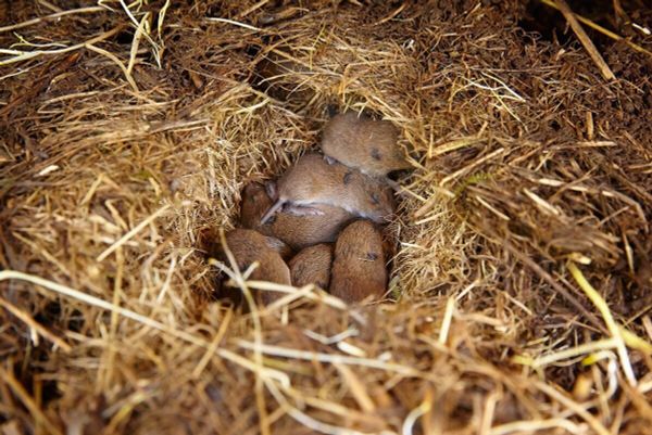 Зимние гости: 7 неочевидных мест, где мыши строят гнезда на вашей даче Зимние гости: 7 неочевидных мест, где мыши строят гнезда на вашей даче