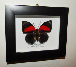 Бабочка гибрид Agrias в рамке