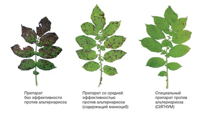 Фунгицид Сигнум, ВДГ ( 267+67 г/кг)