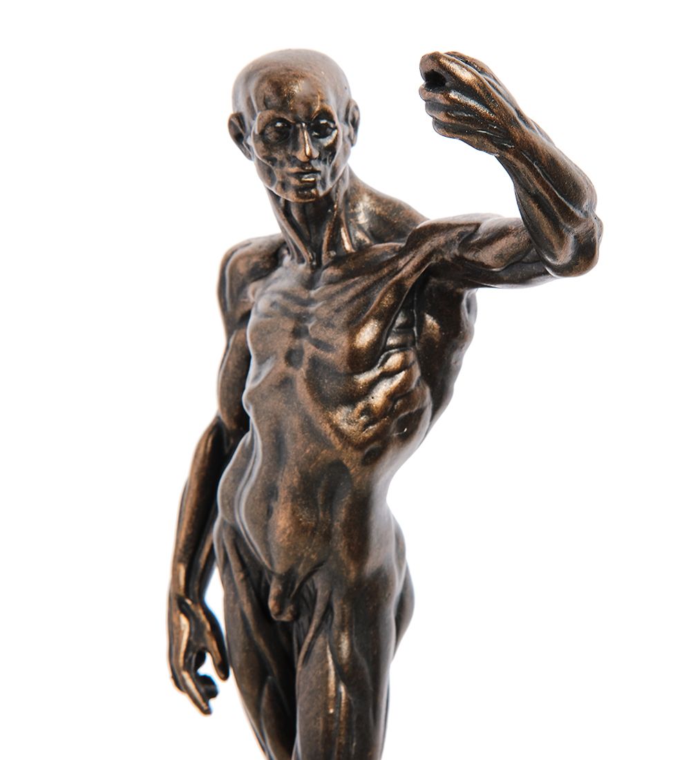 pr-HOU01 Статуэтка (Anatomical Study.Parastone)