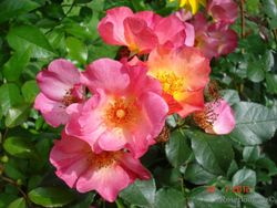 Ян Артюс Бертран (Звезда Востока) (Yann Arthus-Bertrand)