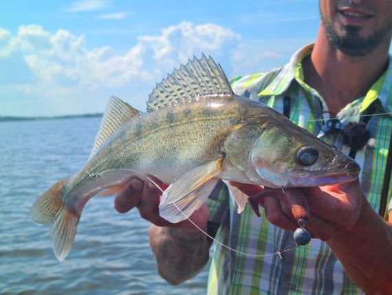 Виброхвосты съедобные LJ Pro Series JOCO SHAKER 3.5in (8,89 см), цв. F13, 4 шт.