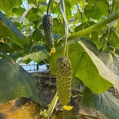 Огурцы БИО / 500 гр