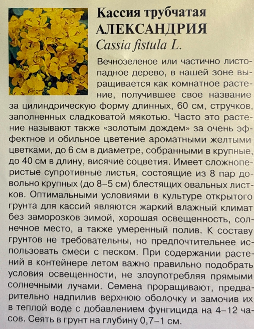 Кассия Александрия 3 шт СМЦ-668