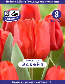 Тюльпан Луковица, Эскейп 8шт, разбор 12+
