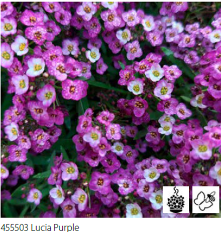 ЕВРО Лобулярия/Алиссум Lucia Purple укорененный черенок ОКС февраль 26 Volmary