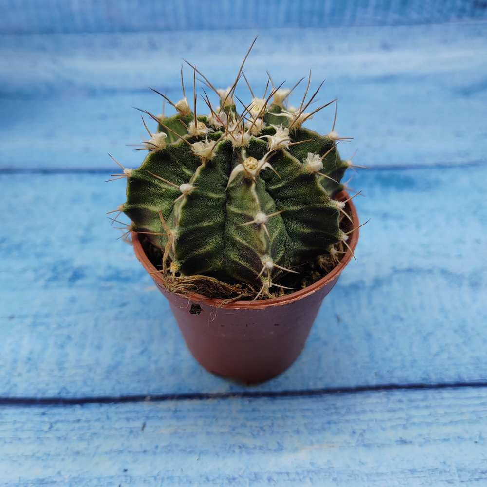 Gymnocalycium Friedrichii (Гимнокалициум)