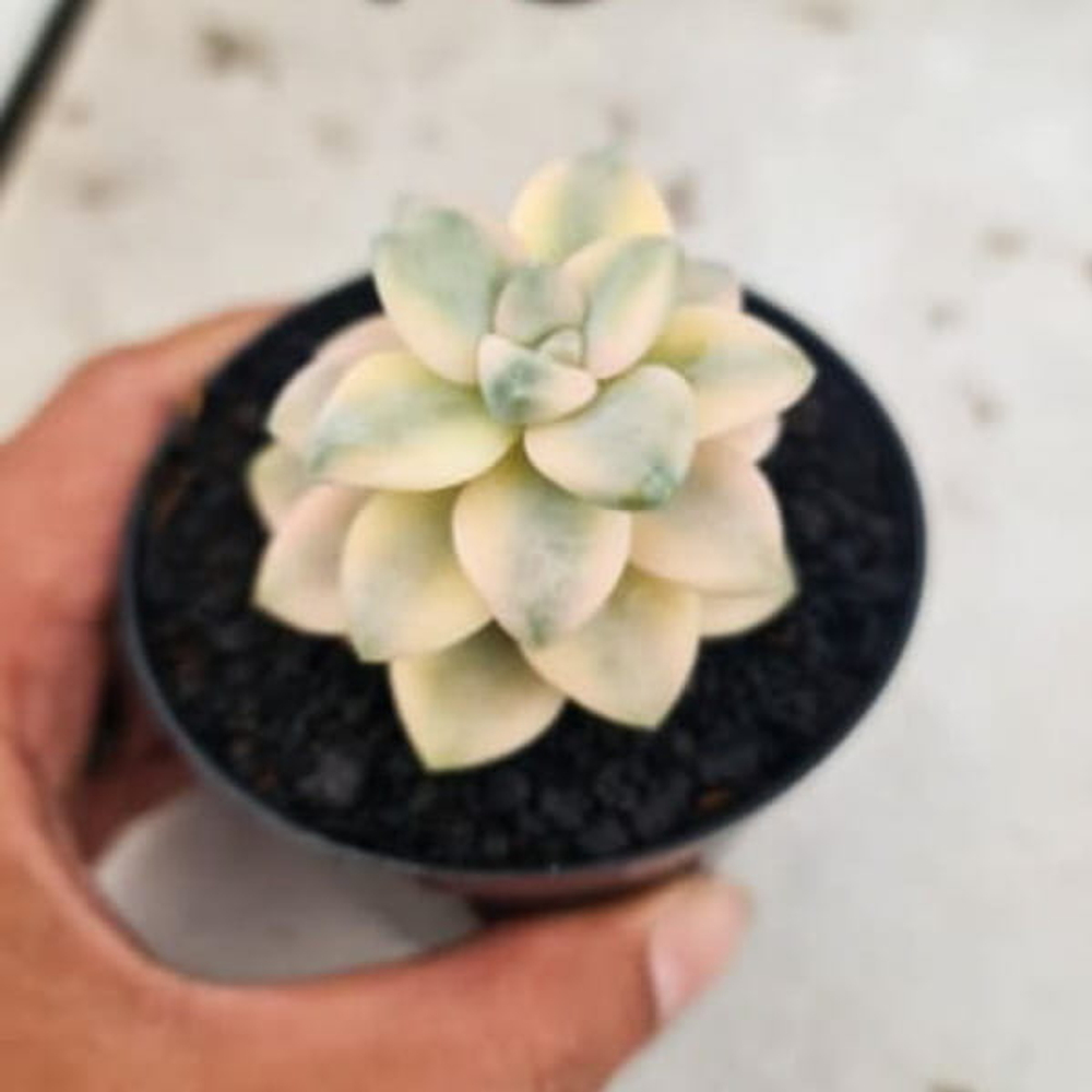 Эхеверия GRAPTOVERIA TITUBANS