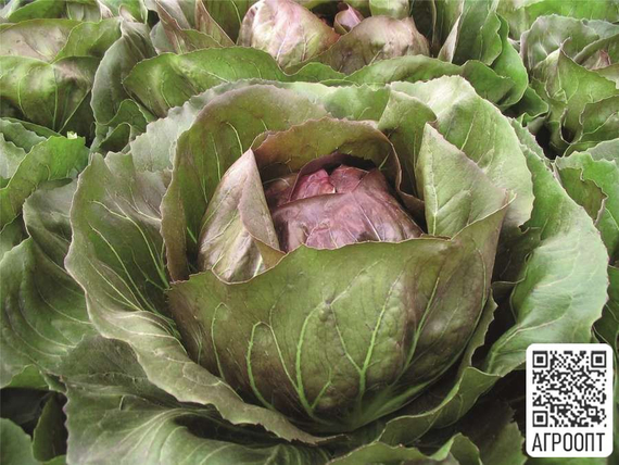 Леонардо F1 семена цикория (Bejo  Бейо) в поле – фото 2