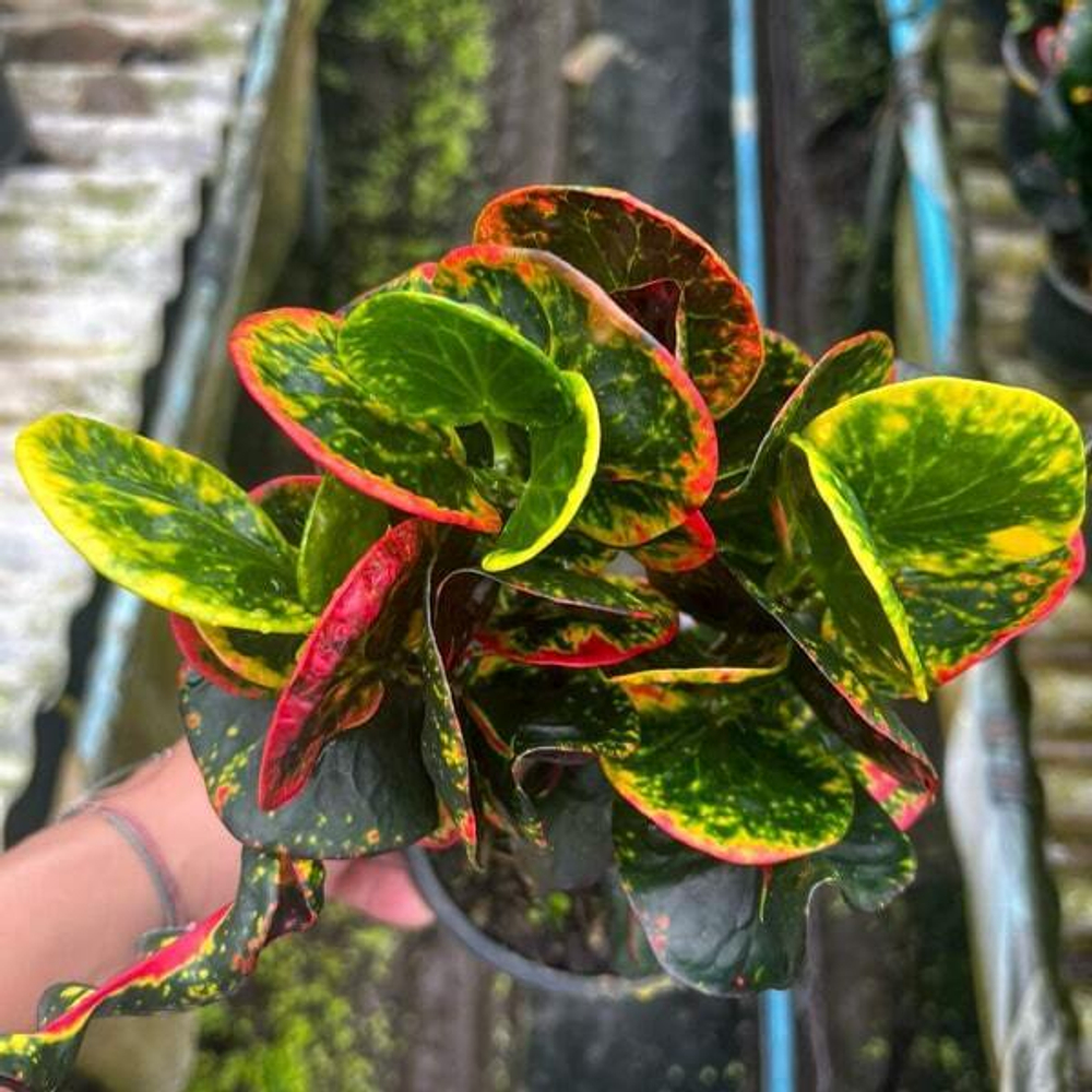 Кротон HUA JAI SEDTHEE