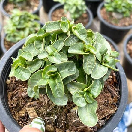 Адениум DHA PHET PAN LAN (PPL) корнесобственный