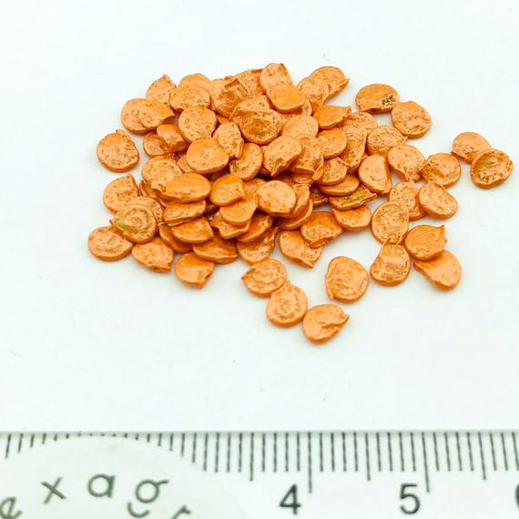 Клаудио F1 семена перца сладкого (Nunhems / ALEXAGRO) семена – фото 12