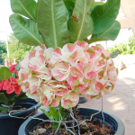 Эуфорбия Миля PLEON PIROM