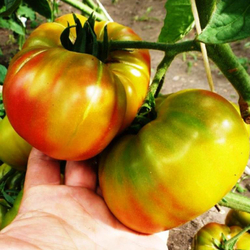 Помидоры Ananas Noire, Чёрный Ананас