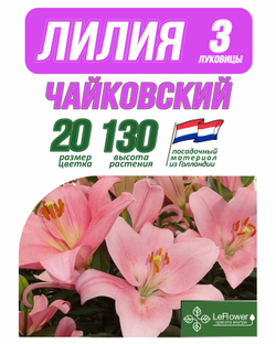 Лилия Луковица, Чайковский 3 шт