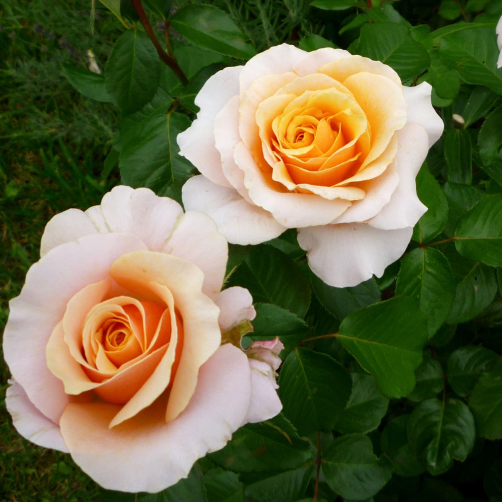 СЬЮ ХИПКИН (Sue Hipkin )